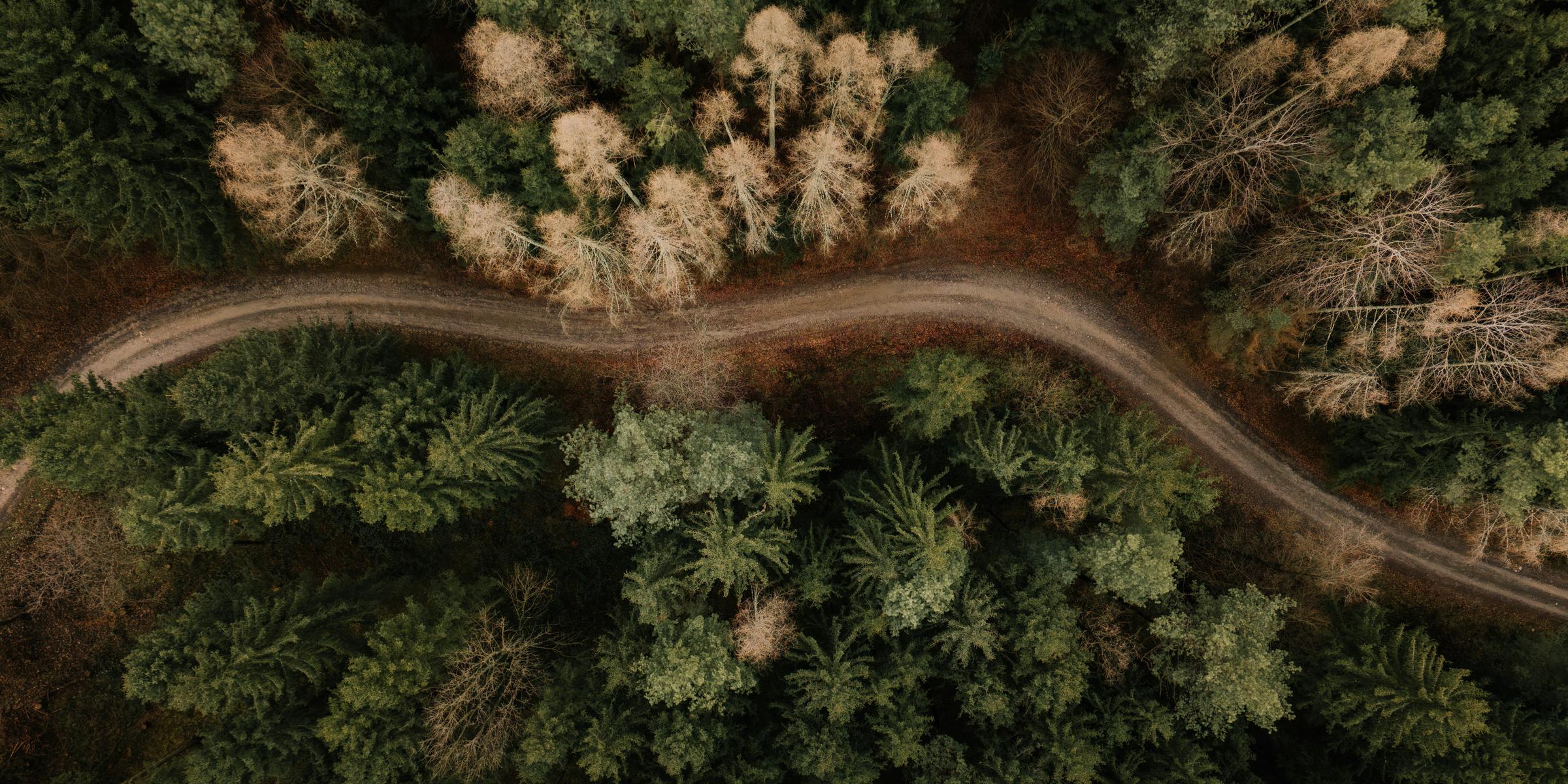 Aerial view of a dirt road winding through a forest in autumn